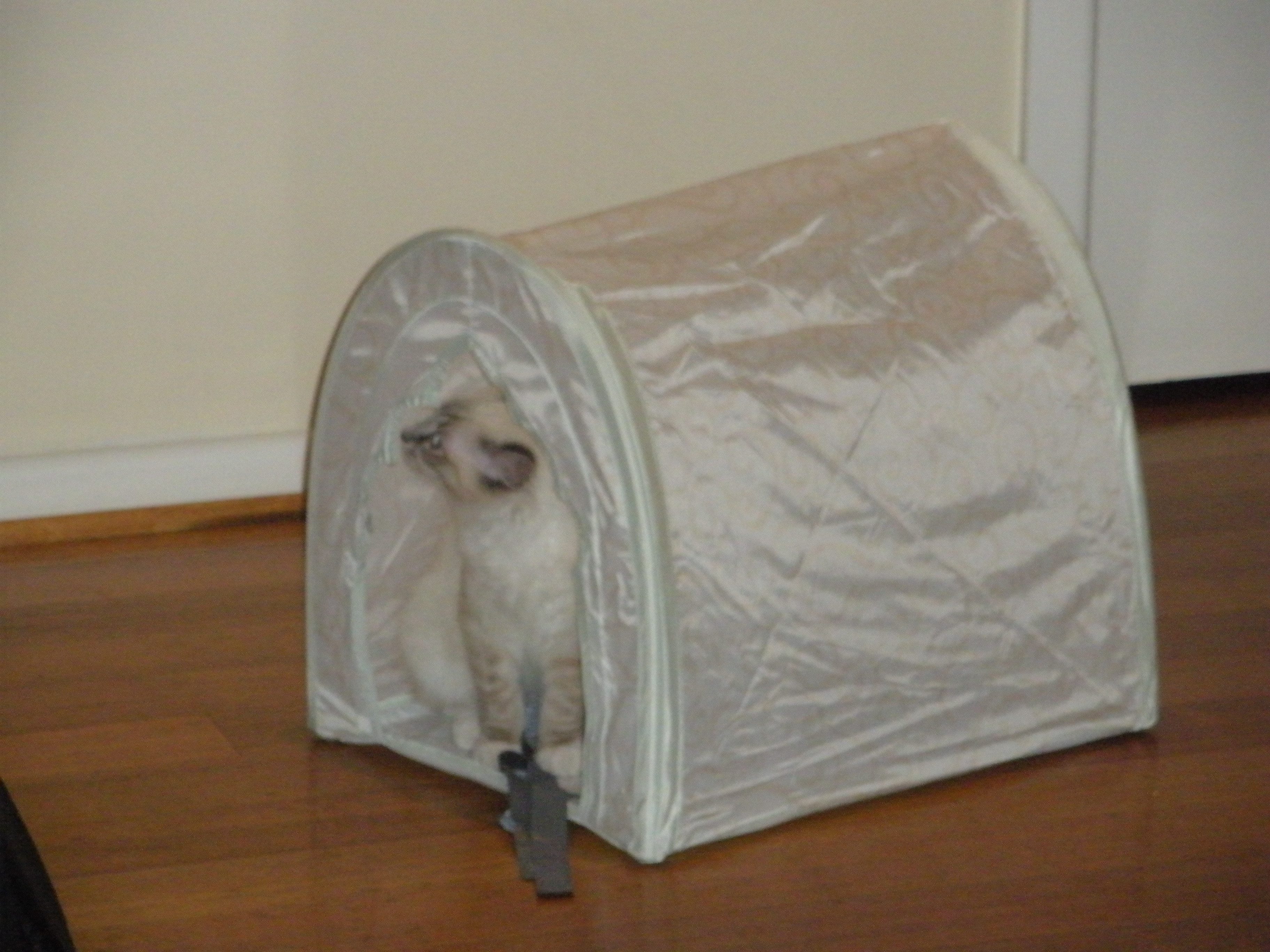 sherkhan in his tent